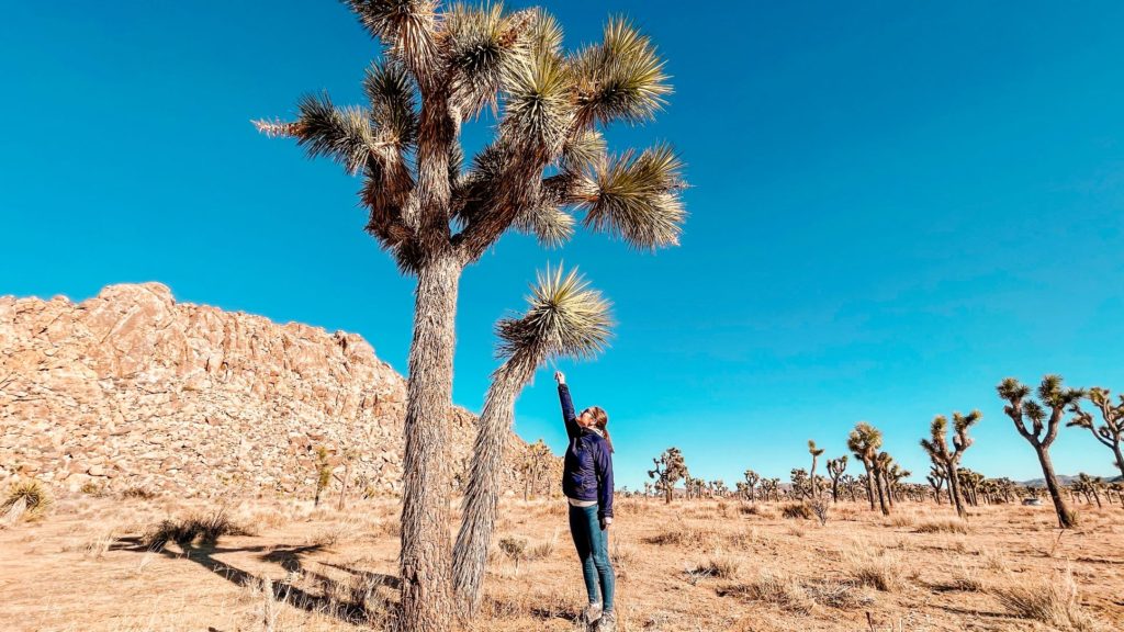 5 Easy Hikes In Joshua Tree National Park Stonyboot